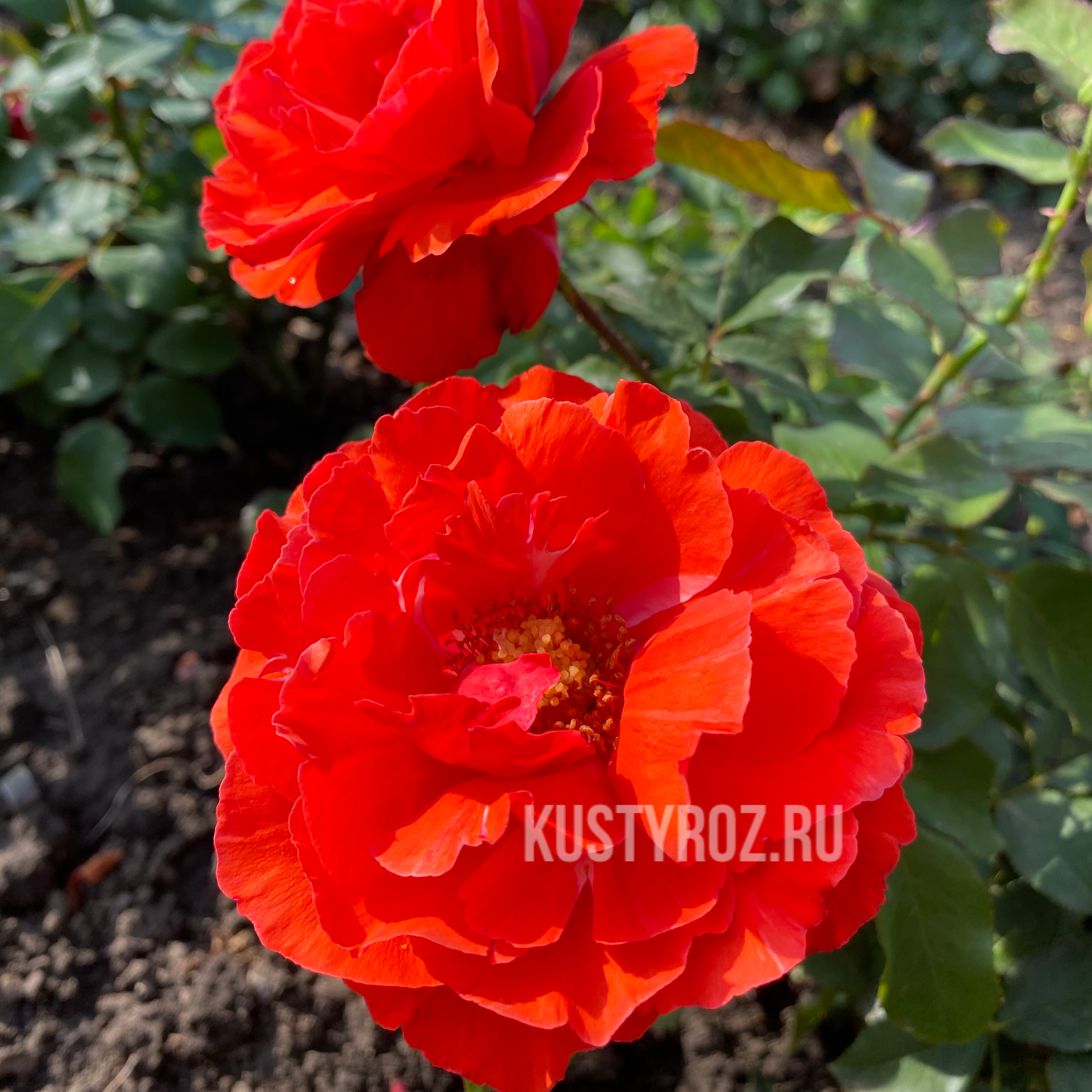 Жас ресейлік порно жұлдыз Даша Хакасия порно көру