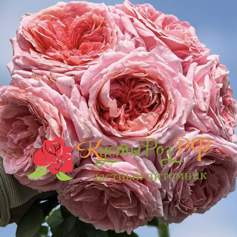 Анна-Софи Пик (Anne-Sophie Pic) в Москве