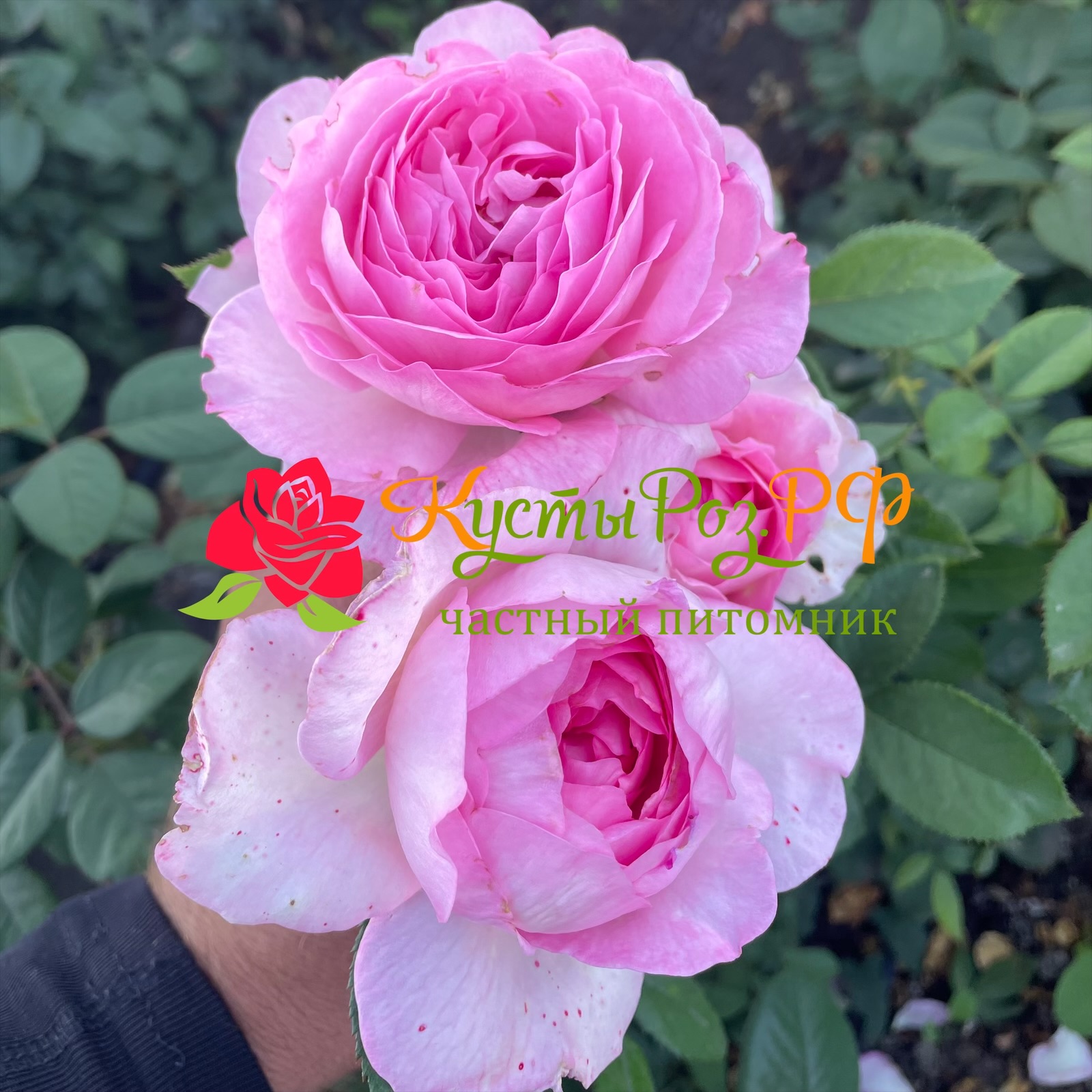 Мануэла Шультейс (Manuela Schultheis) в Москве