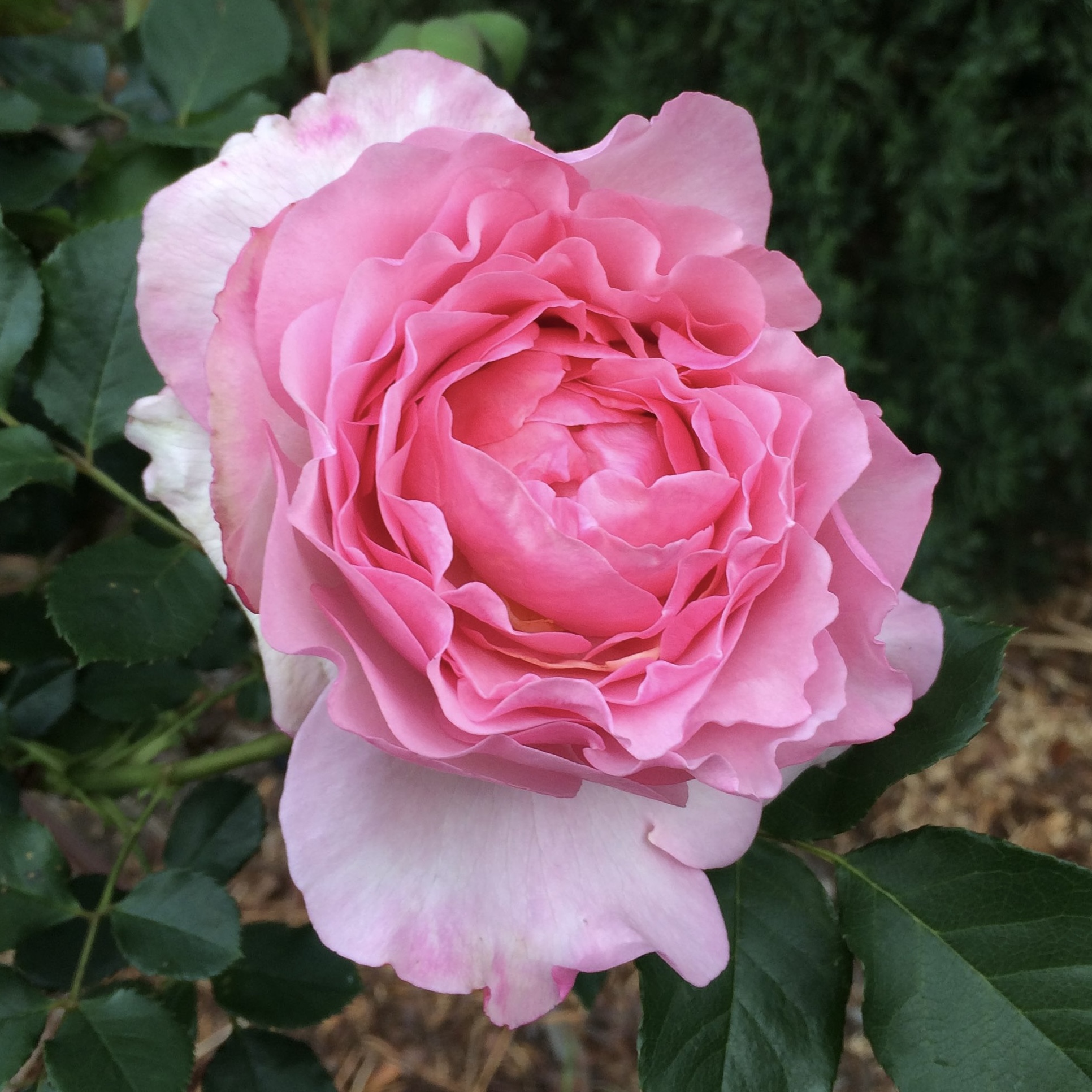Роза чайно-гибридная сувенир де Луи амад