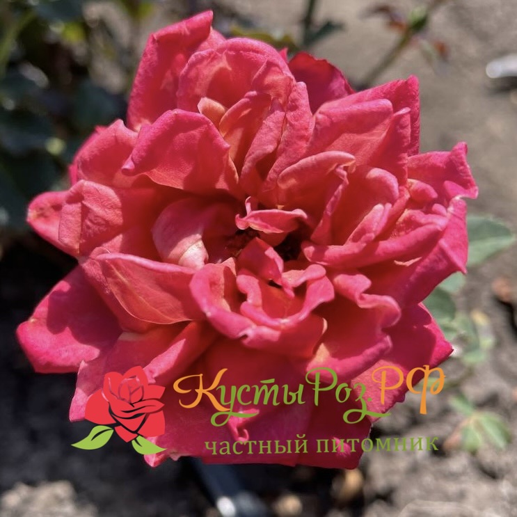 Ча-Ча (Cha-Cha) в Москве