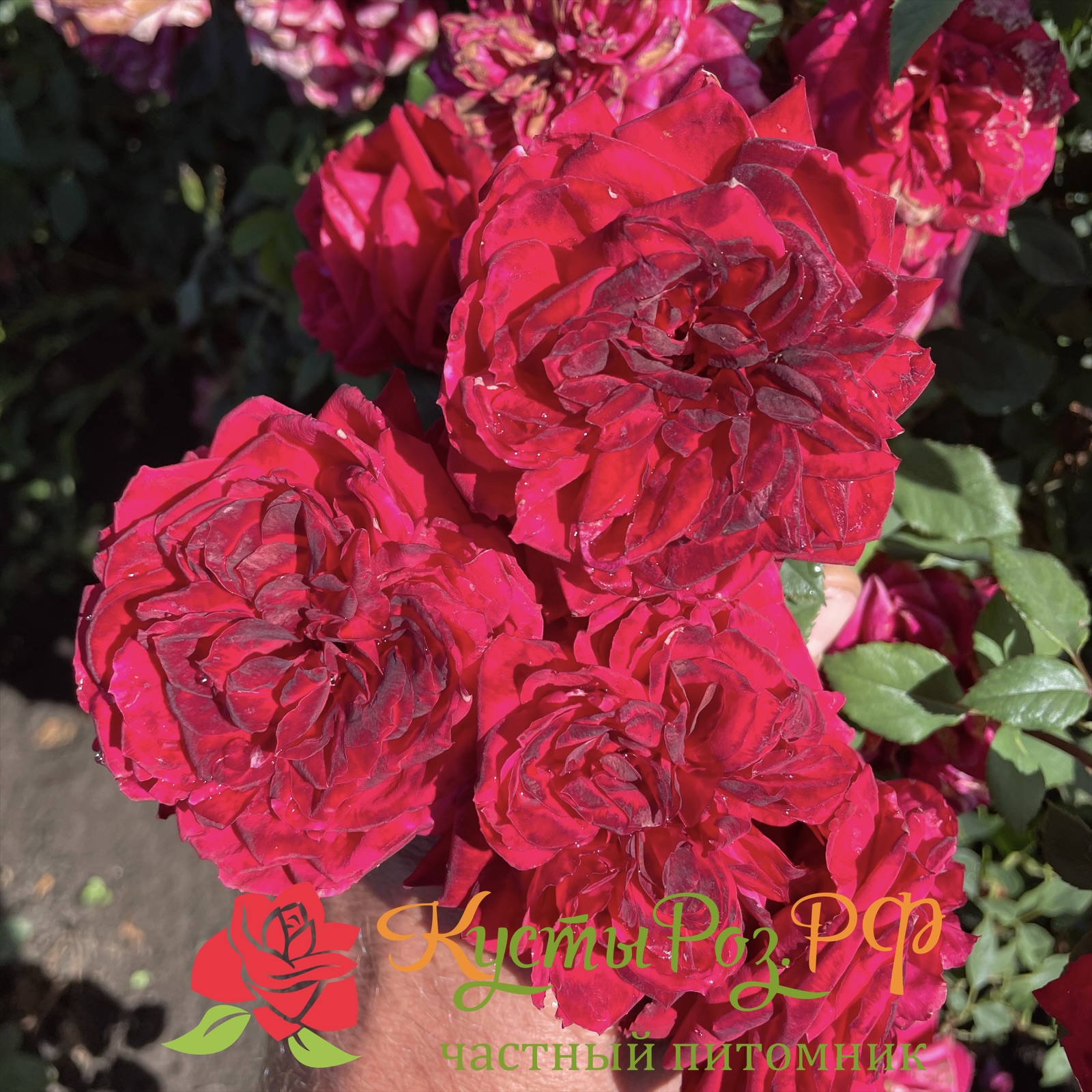 Майра Хот Пинк (Mayra’s Hot Pink) в Москве