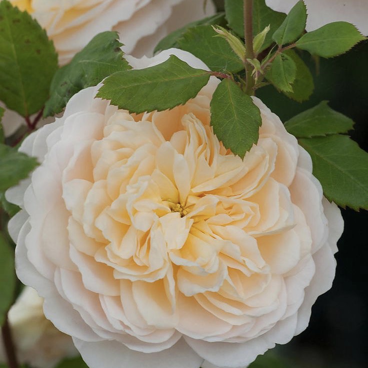Крокус роуз (Crocus Rose) в Москве