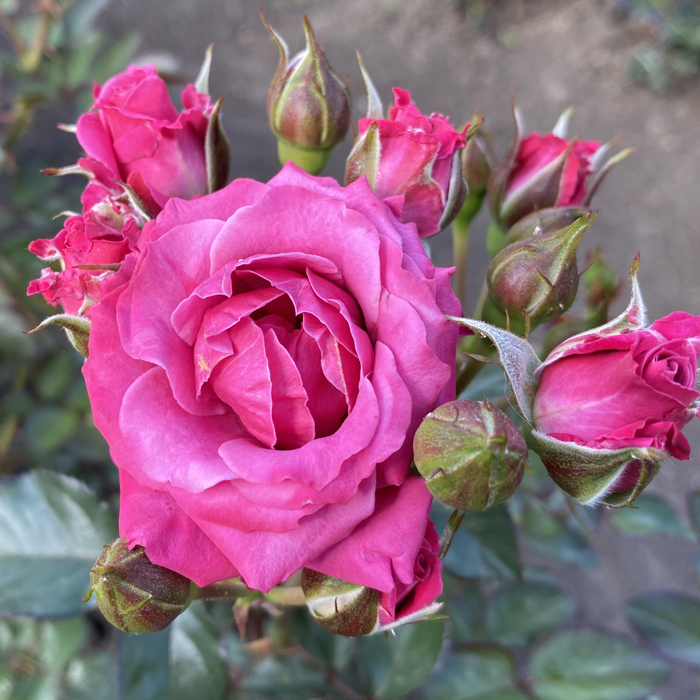 Фото розы карина