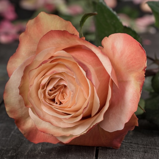 Роза пионовидная саженцы купить в москве арсеньев цветы с доставкой на дом