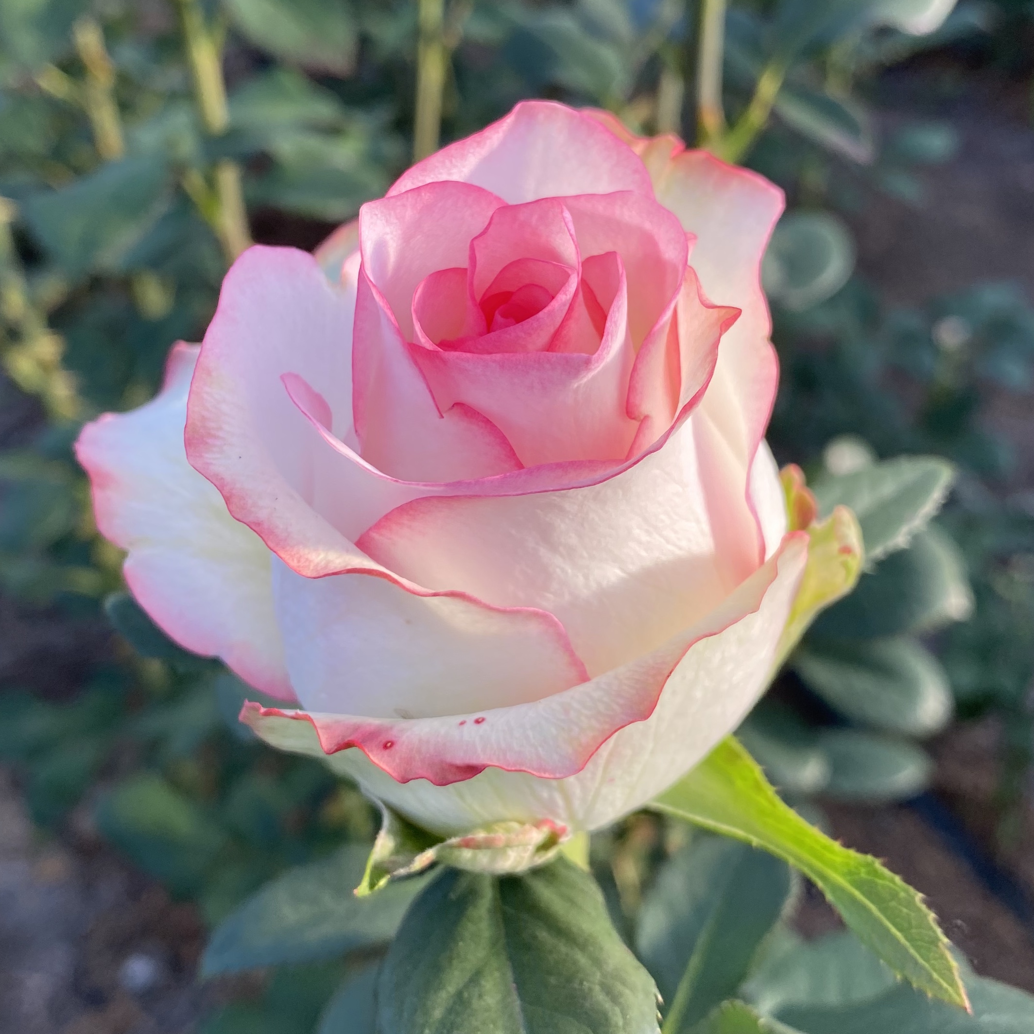 роза джумилия фото и описание