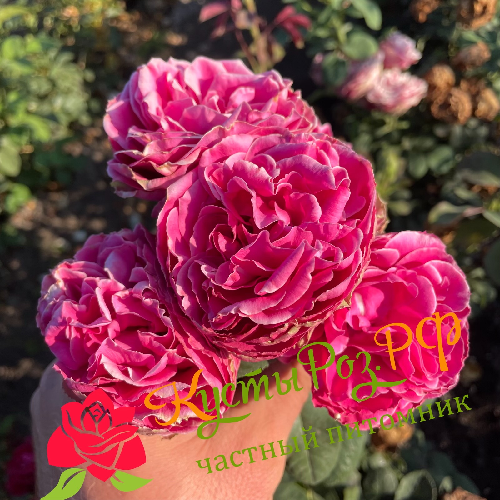 Хот Пинк Лейс (Hot Pink Lace) в Москве