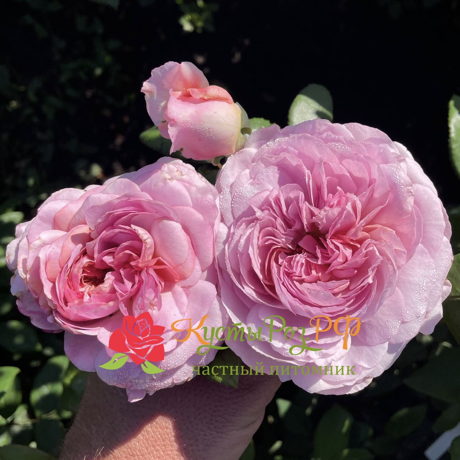 Зе Прайд (The Pride) в Москве