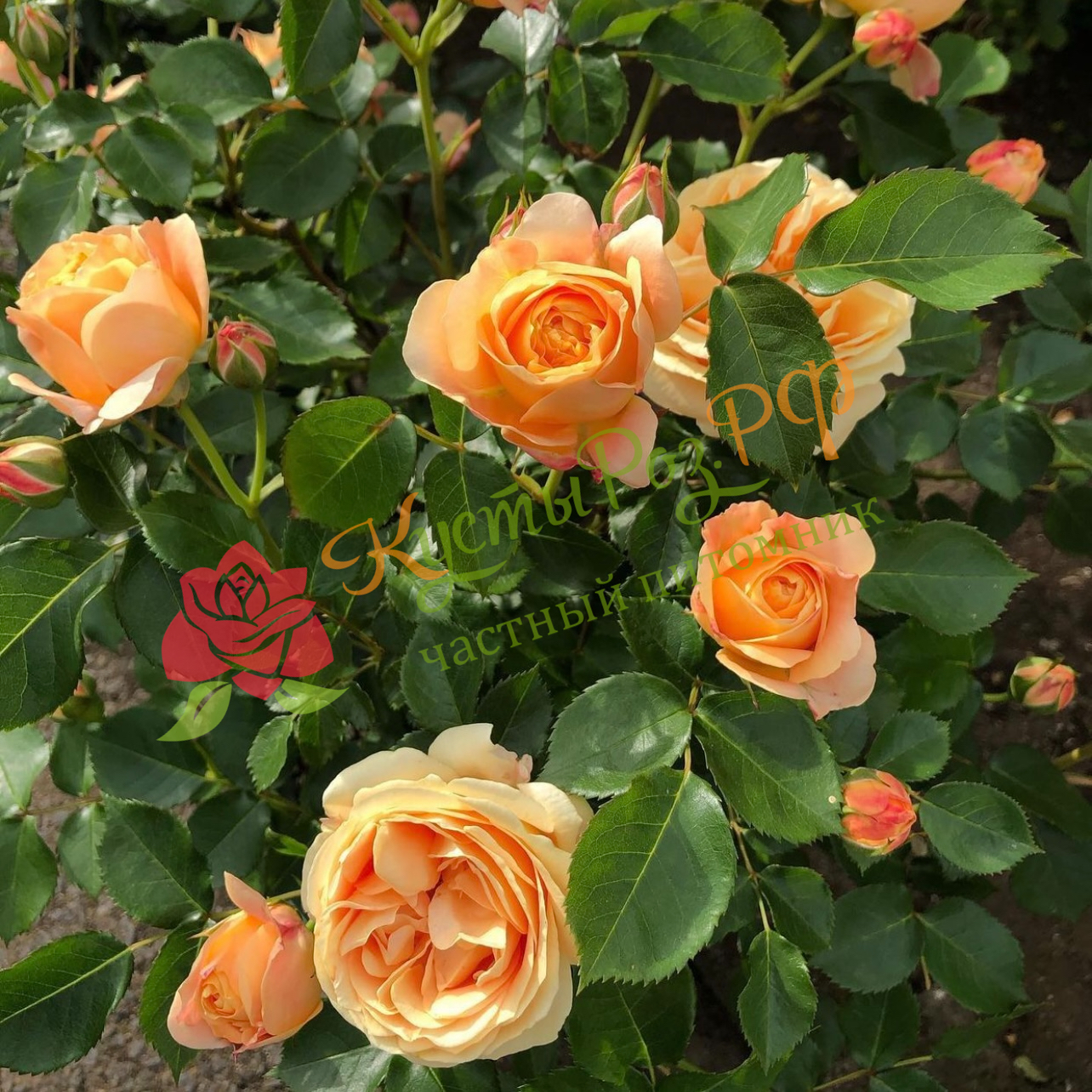 Особенности выращивания розы Дольче Вита в домашних условиях