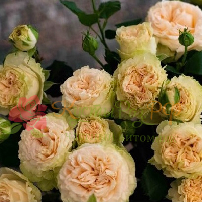 Саммер Роуз (Summer Rose) в Москве