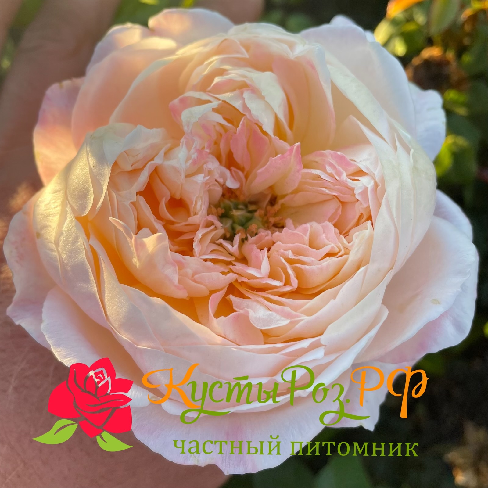 Мадам Гуля (Madame Gylua) в Москве