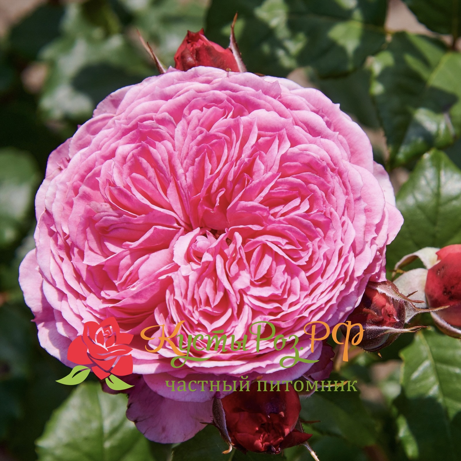 Тео Клеверс (Theo Clevers) в Москве