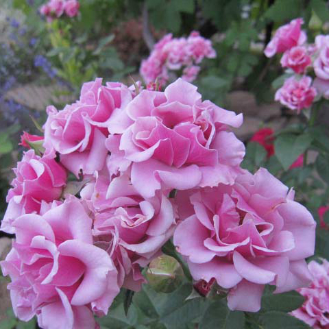 Роза Санта Моника: особенности, характеристики, посадка, выращивание, уход, отзывы
