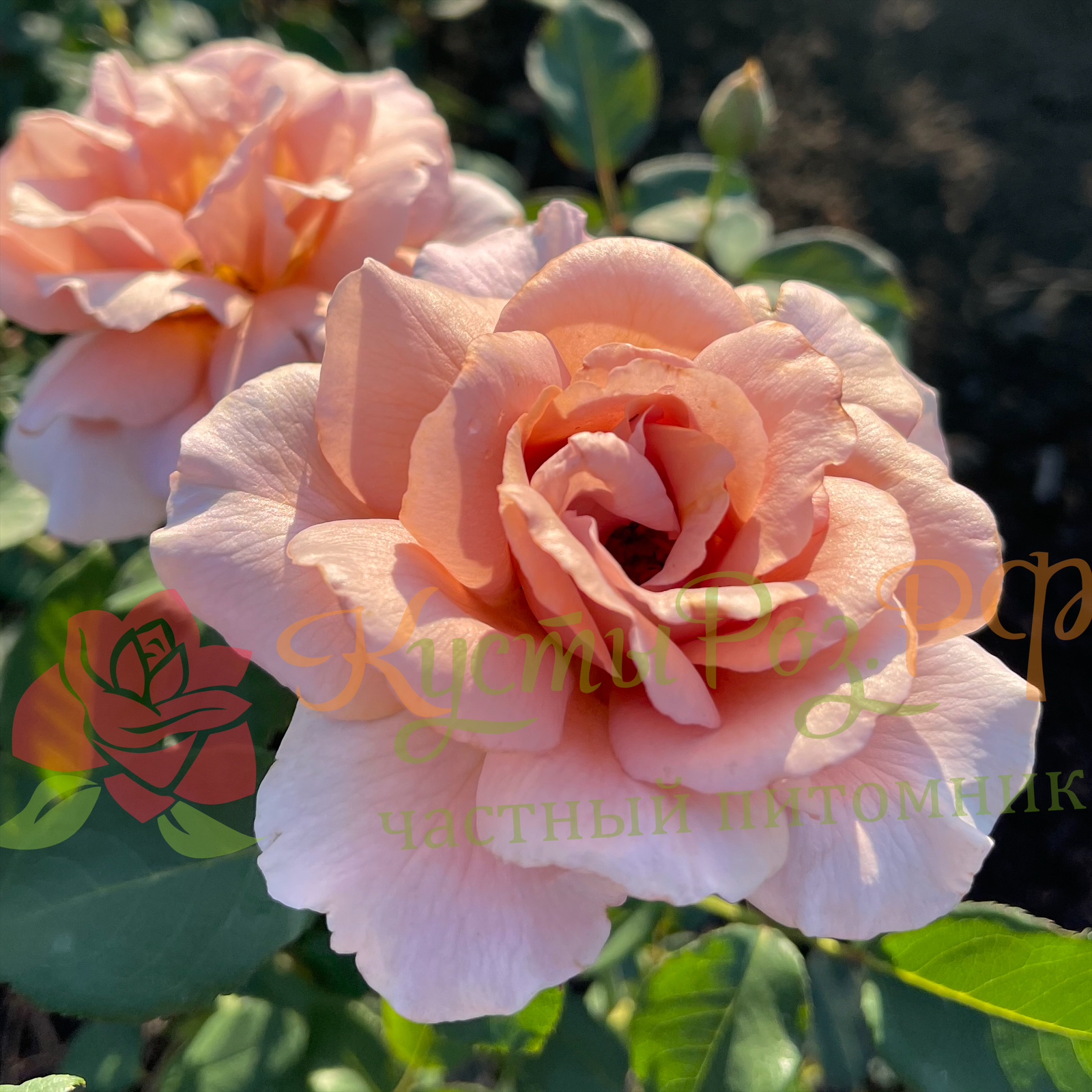 Салбыраған сүт бездерінің фотосы