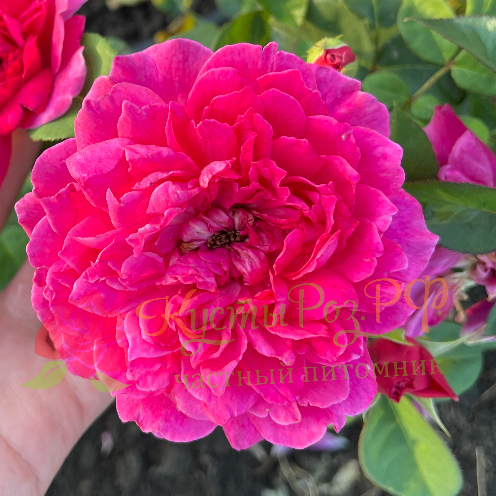 Роза Софи роуз (Sophy's Rose): характеристика, описание, фото, отзывы садоводов
