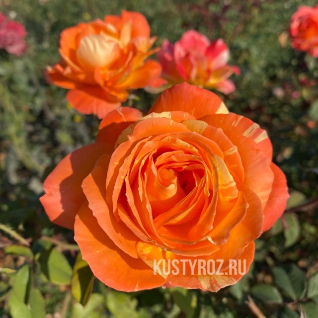 Роза Оранж Фото И Описание Отзывы