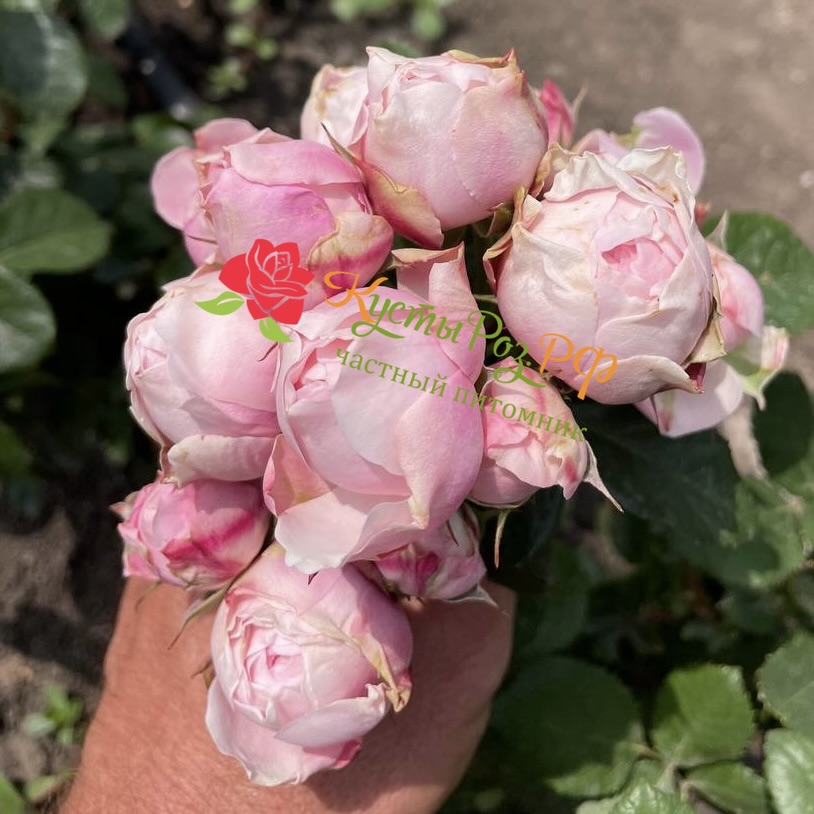 Сильва Пинк (SILVA PINK) в Москве